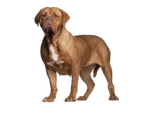 The dog breed in turner hot sale and hooch